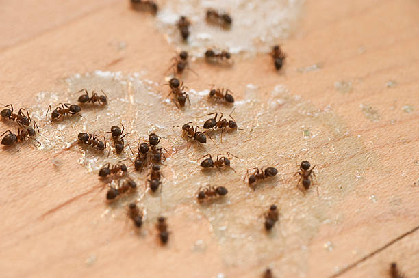 Pest Control Cost in Redway, CA